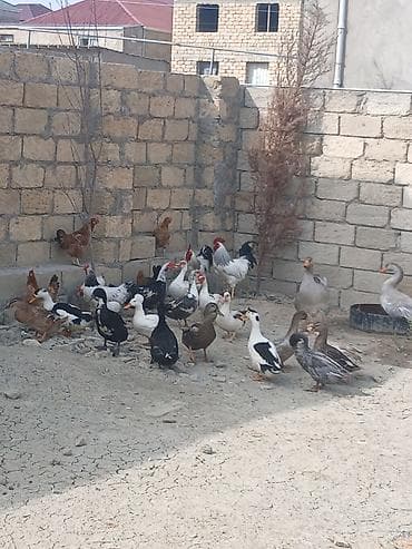 çöl ördək: Salam öz qapımın sağlam cavan heyvanlarıdır ətradlı nömrə qeyd olunip — 1