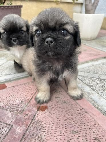 həyət itləri: Pekines — 10