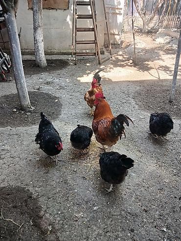 dekarativ quslar: Yumurtlayan toyuqlar, xoruzlar, çolpalar, 1 aylıq cücələrdə var — 6
