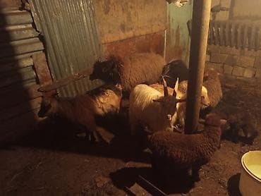 qoyun satışı: HEYVANLAR TƏCİLİ SATILIR ANA BALA QOYUN TƏK QUZULAR BİRİ ERKEK BİRİ — 5