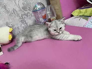 Şinşilla, Erkək, Dişi, Ünvandan götürmə