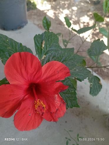 otaq bitkiləri: Qırmızı hibiskus (Hibiscus rosa‑sinensis) saksı bitkisi - Rəng — 1