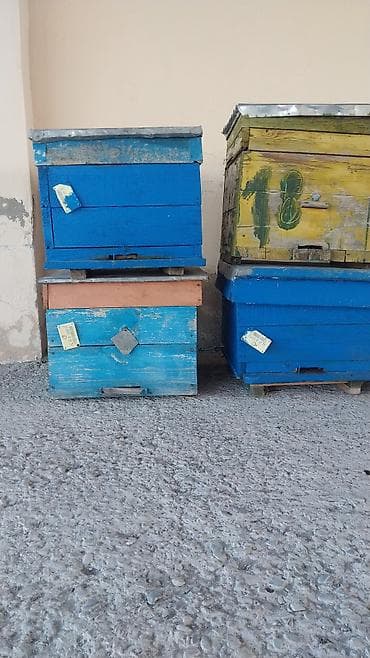 qaz yumurtasi satisi: Arıçılıq üçün dadan qutular - Material: qalın taxtadan yığılıb, dam — 1