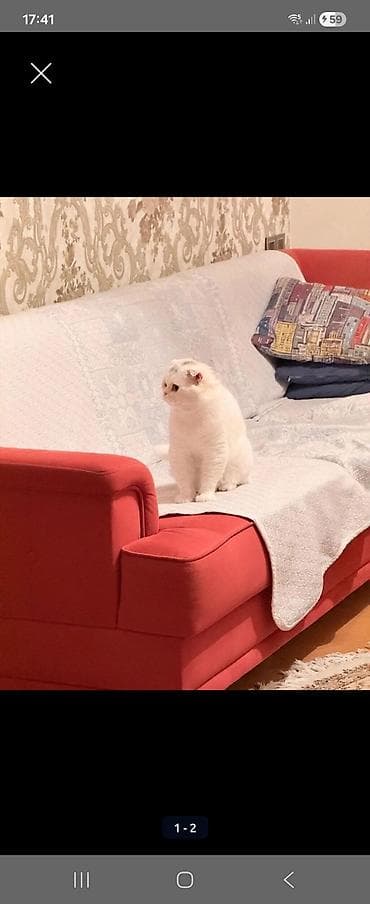 kohnə divanlar: Divan, Açılmayan, Bazasız, Parça, Çatdırılma yoxdur — 2