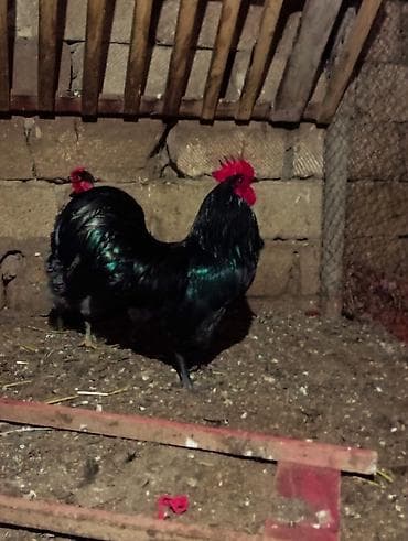 ucuz dana: Safqan avstralob dekorativ və damazlıq üçün - Rəng: tam qara — 1