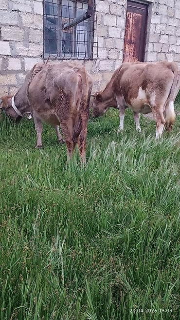 inəklər: Simental tipli dişi inək - Rəng: açıq-qəhvəyi və ağ ləkəli - Sağım — 6