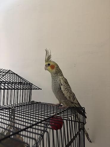 papuqay quş: AĞCABƏDİ RAYONU ÖZ YETİŞDİRDİYİMİZ BALA 2 AYLIQ XORUZ ƏLƏ TAM — 5