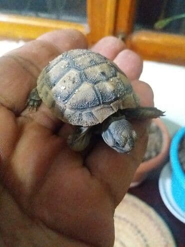 velikan dovsan satisi: Kiçik su/sahra tısbağası - Növ: Quru/sahra tipli kiçik tısbağa (yavru — 1