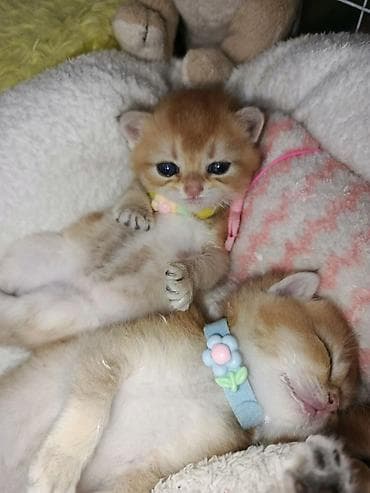 chinchilla: Qızıl şinşilla, Erkək, Dişi, Yaxşı əllərə, Ünvandan götürmə, Ödənişli çatdırılma, Rayonlara çatdırılma — 2