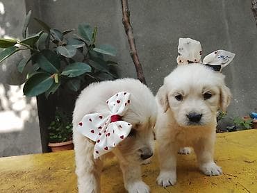 boo iti: Məhsul: Balaca it balaları – açıq krem rəngli, tüklü və yumşaq kürklü — 1