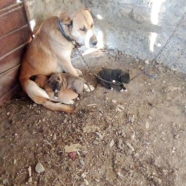 it sortları: Pitbul — 10