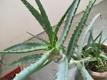 etotu bitkisi: Məhsul: Ev və ofis üçün dekorativ sukulent və kaktus kolleksiyası - — 2