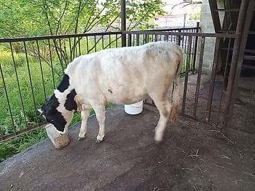 erkəy danalar: Super damazliga yararli dishi duyedi — 3