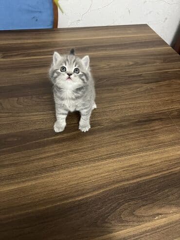 heyvan alqi satqisi: Britan, Erkək, Dişi, Ünvandan götürmə — 7