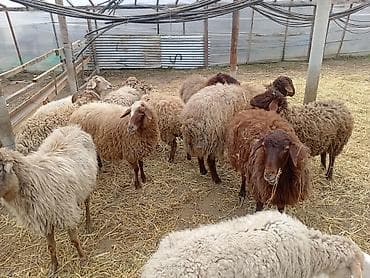 Dişi, Qala, il: 1, 50 kq, Damazlıq, Ünvandan götürmə