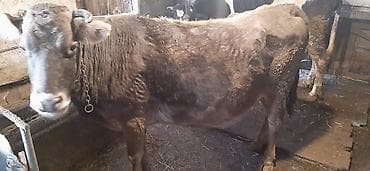 Digər heyvanlar: Məhsul: İnək subaydi vacap akdivdir Təsvir: - Şəxsi təsərrüfatdan — 3