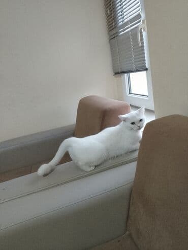 ağ haski: Dişi, Yaxşı əllərə — 6