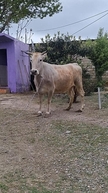 Dişi, il: 6, Südlük, Ünvandan götürmə