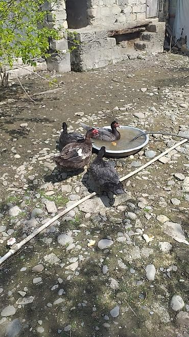 dişi dana: Dişi, | Lal ördək, Damazlıq, Ödənişli çatdırılma — 2