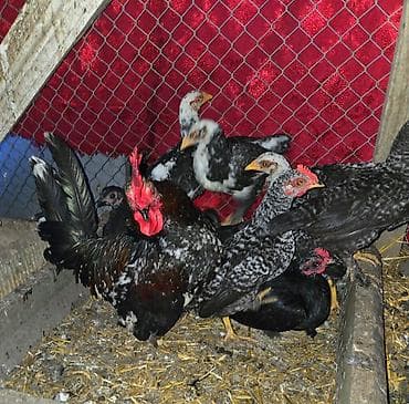 qus sesleri: Salam sekildeki bantam ( yaponka cinsidir). sekilde xoruz fere ve — 3