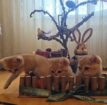 Чистокровные котята шиншилы. Полтора месяца. Игривые, ласковые и lalafo.az -da Чистокровные котята шиншилы. Полтора месяца. Игривые, ласковые и