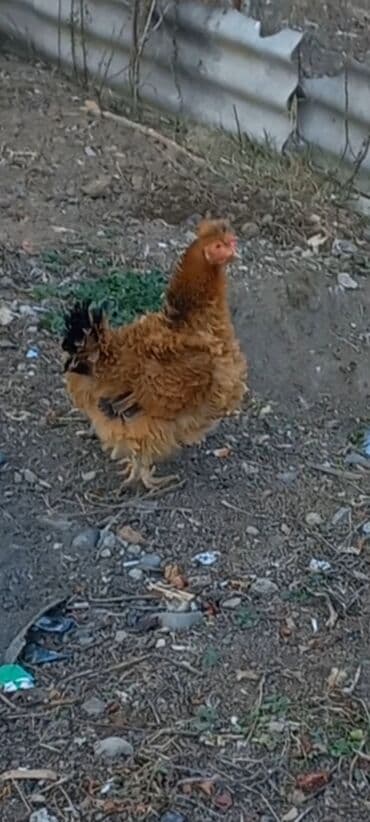 qirqovul yumurtasi nece gune cixir: Toyuq, Damazlıq, Ödənişli çatdırılma — 5