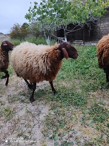 qala qoyunu: Qizil qulaq hundur uzun qulaqi sirqali Qala sortu temiz cins heyvandi — 3