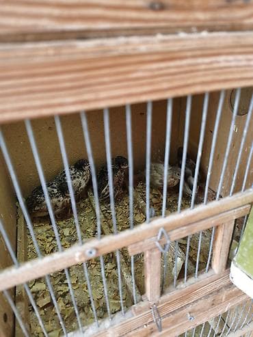 bala pişik ucuz: Çin bildirçini satılır dənəsi 20 manat.cox alana endirim var — 3