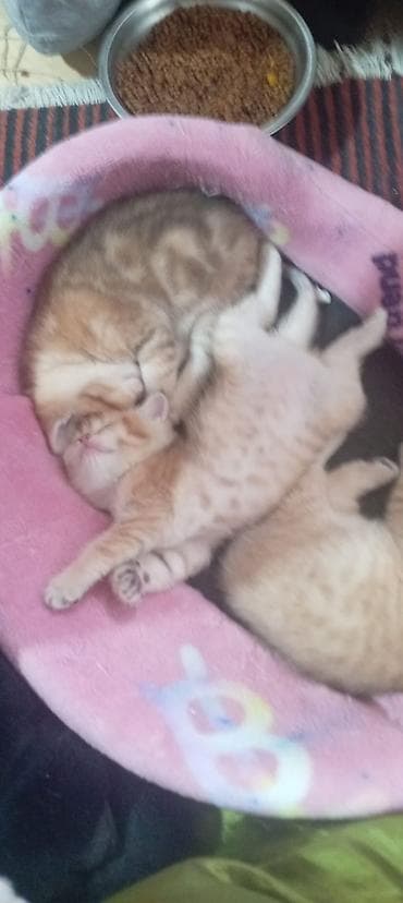 pisik sekileri: Britan, Yaxşı əllərə — 5