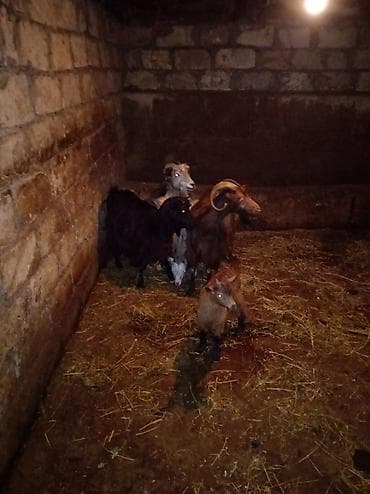 Keçilər, çəpişlər: Dişi, il: 3, 35 kq, Damazlıq — 2