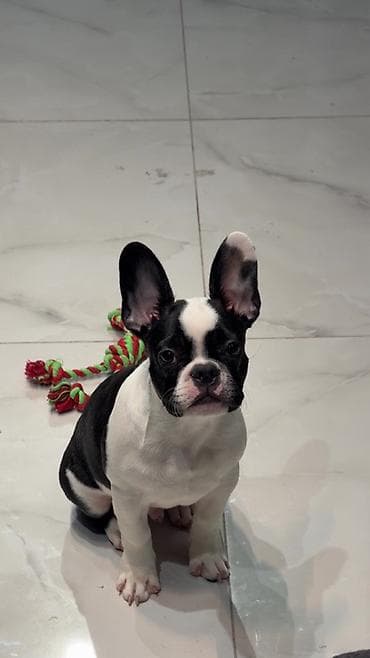 Erkek, Peyvəndli lalafo.az -da Erkek, Peyvəndli