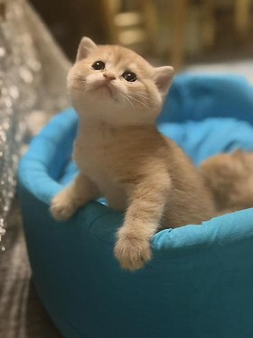 cins pisik satisi: Britan — 2