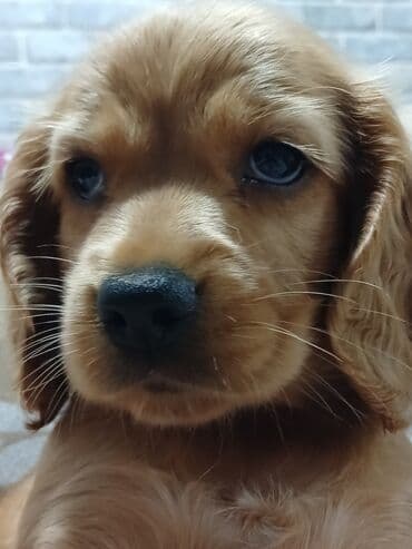 ingilis setteri it cinsi: Koker spaniyel — 2