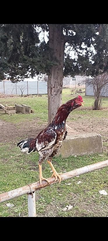 27.04.2025 də yumurtadan çıxıb, Afqan sortudu uzun boy ağır çəkili