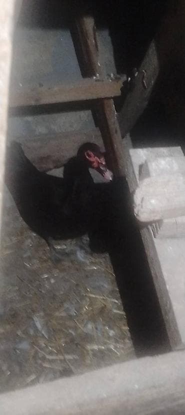 Erkək, | Lal ördək, Damazlıq — 1