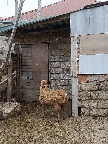 erkək quzu: Erkəy quzu satilir — 1
