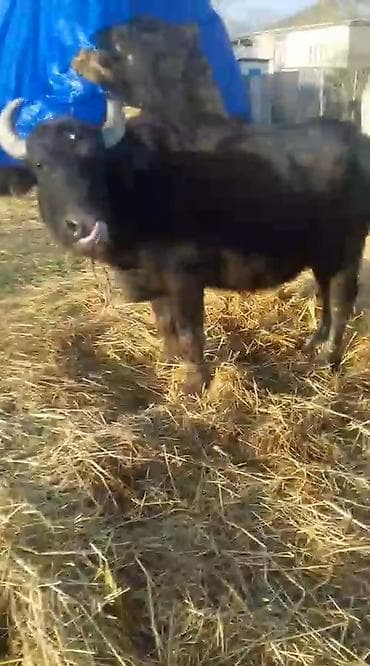 Məhsul: Camış (su camışı) Təsvir: - Qara rəngli, güclü bədən quruluşu — 3