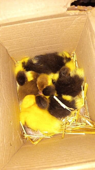 zumrud ordək: Dişi, | Lal ördək, Damazlıq, Ödənişli çatdırılma, Ünvandan götürmə — 1