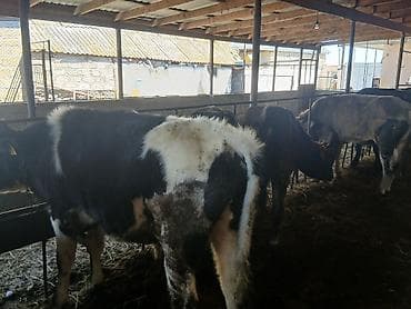 Телята: Super kök erkək danalardı kom satılır real alıcıya endirim oluncaq — 3