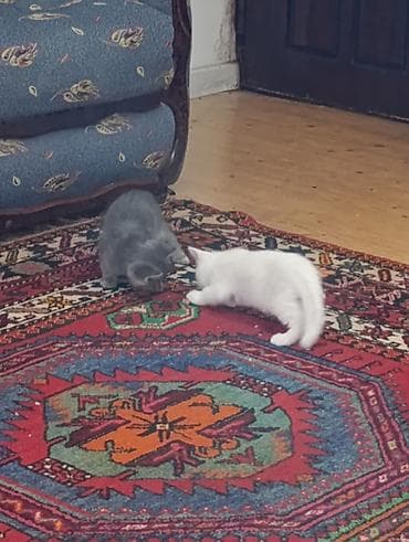 sort pişik: Yaxşı əllərə — 2