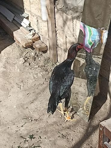 Balıqlar: 6 ayndadı tərifləməyədə etyac yoxdu Ayaqnada söz ola bilməz cindi — 6