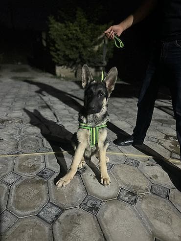 qazel heyvan: Alman çoban iti, 4 ay, Erkək, Peyvəndli, Ünvandan götürmə — 2