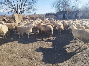 qoyun qiyməti 2024: Qoyunlar — 1