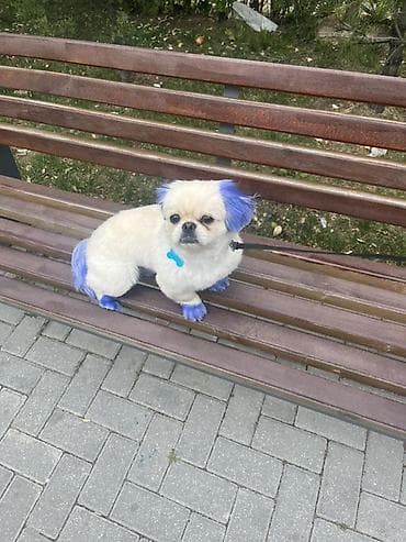 samoyed satılır: Pekines, 6 ay, Erkek, Peyvəndli — 3