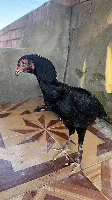 Dovşanlar: Toyuq, Damazlıq — 5