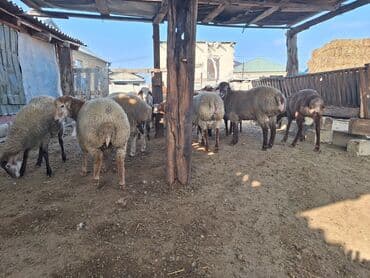 balasına süd vermeyen qoyun: Salam cəmi 17dənə heyvandı 13 ekəkdi 4dü ddişdi bordağ heyvanlardı — 3