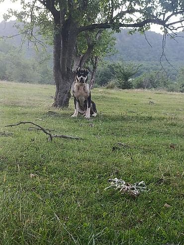 coban iti satiram: Xüsusiyyətlər: - Çox iri skelet quruluşu, güclü döş qəfəsi, qalın baş — 2