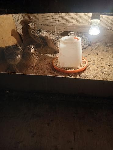 arpa bugda satisi: Ev Bildirçini.15 ədəd yumurlayan dişi.5 ədəd erkək.Üstündə qəfəsi — 1