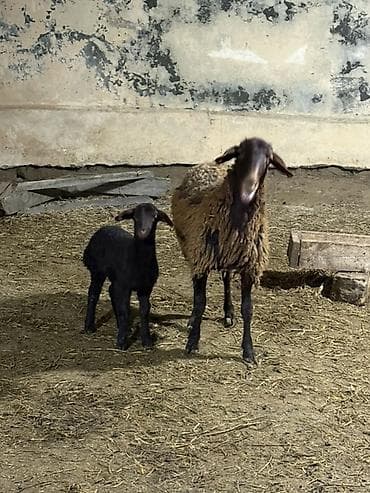 сколько стоит собака бу: 1ci qarin dişi balaile — 2