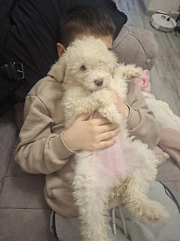 itlerin sekisi: Pudel, Dişi — 3